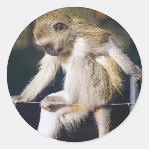Adesivo Macaco de Contemplação
