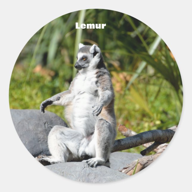 Adesivo Macaco do Lemur (Frente)
