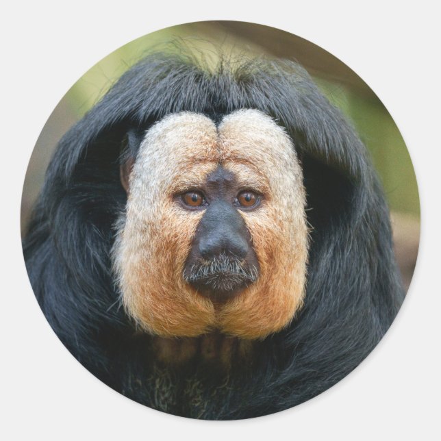 Adesivo Macaco Saki com Intensa Agitação (Frente)