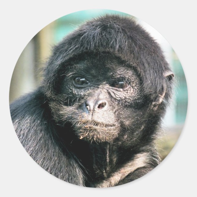 ADESIVO MACACOS (Frente)