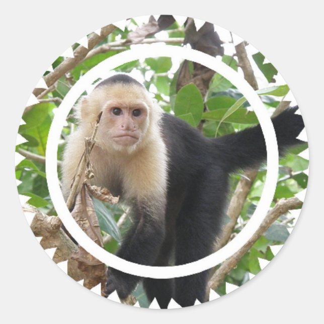 Adesivo Macacos-macaco-prego-branco (Frente)