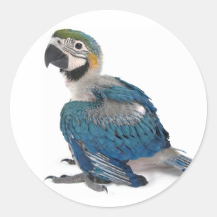 Adesivo Macaw azul e amarelo