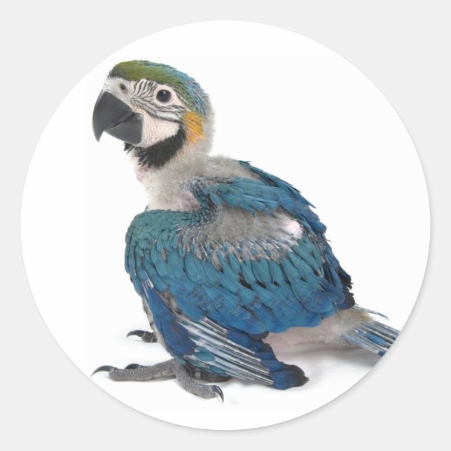 Adesivo Macaw azul e amarelo (Frente)