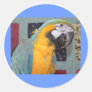 Adesivo Macaw azul e Dourado