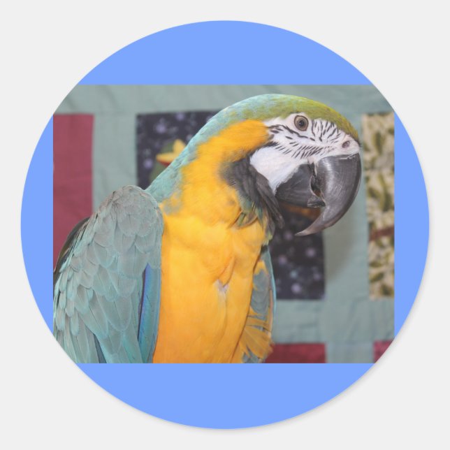 Adesivo Macaw azul e Dourado (Frente)