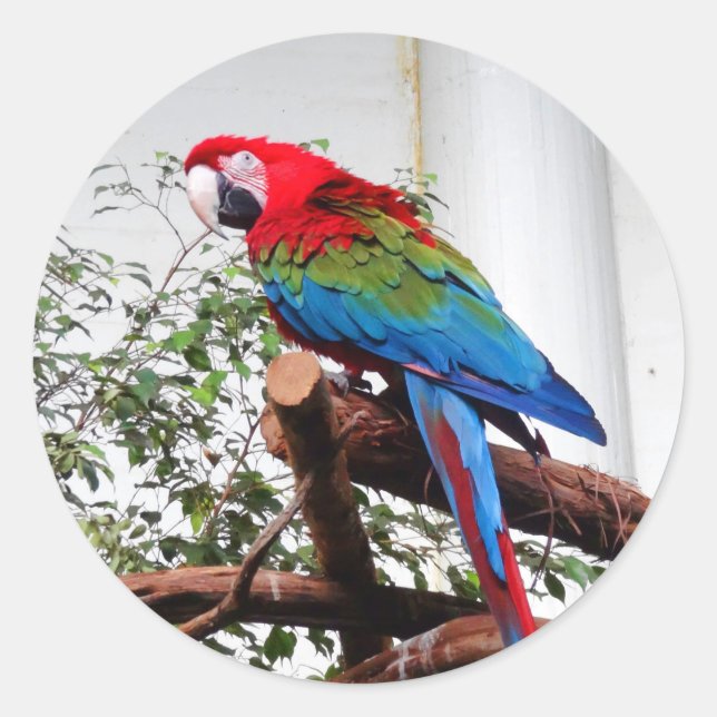 Adesivo Macaw de asa verde #3 Stickers (Frente)