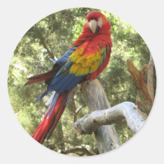 Adesivo Macaw Parrot Sticker