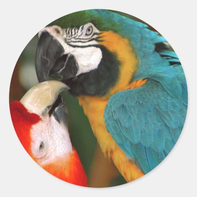 Adesivo Macaws (Frente)