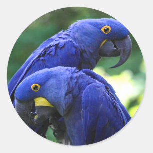 Adesivo Macaws do jacinto