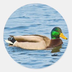 Adesivo Mache Mallard Duck Sticker