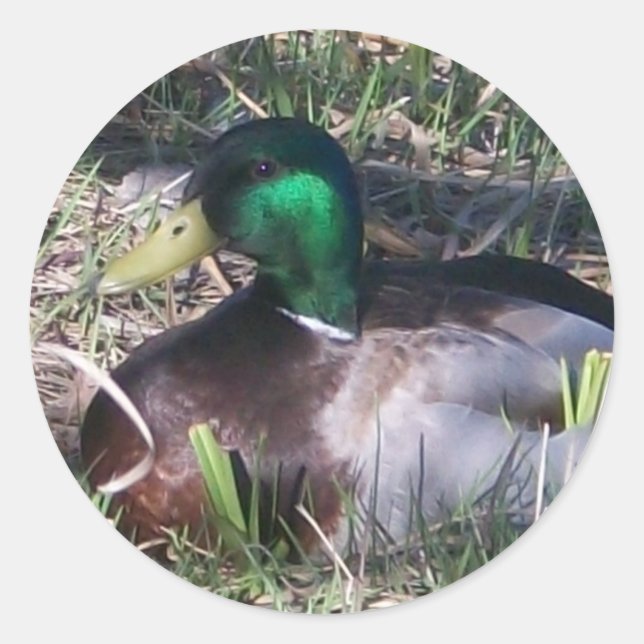 Adesivo Macho Mallard Duck Stickers (Frente)
