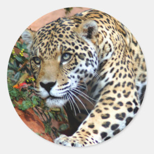 Adesivo Macro de desengaço do leopardo