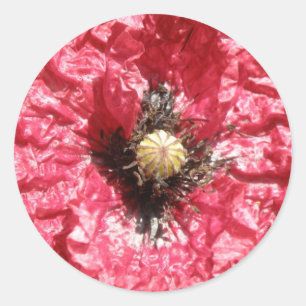 Adesivo Macro-Stickers bonito Red Poppy