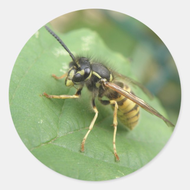 Adesivo Macro Stickers Hoverfly (Frente)