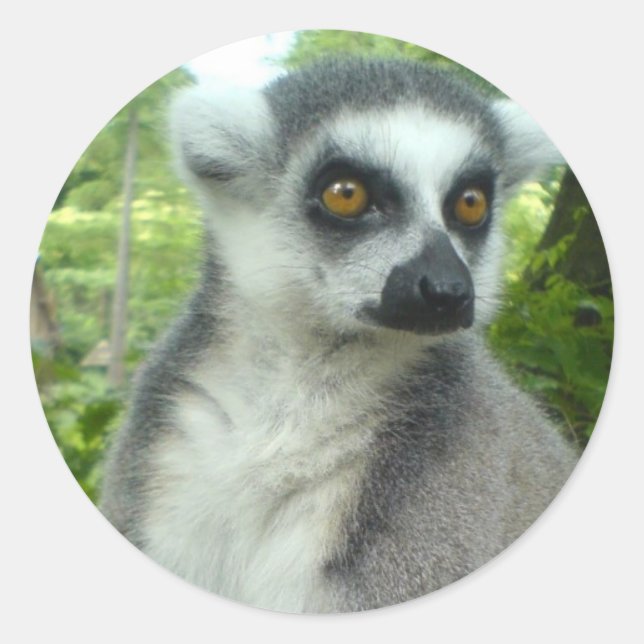 Adesivo Madagascar Lemur Stickers (Frente)
