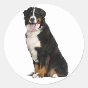 Adesivo Mãe de Cachorro Bernês Montanhês Pai Cachorro Amor