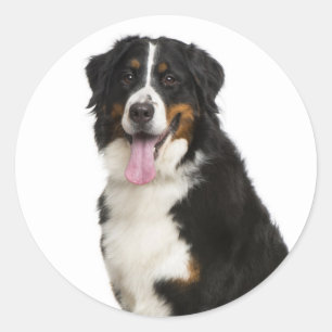 Adesivo Mãe de Cachorro Bernês Montanhês Pai Cachorro Resg