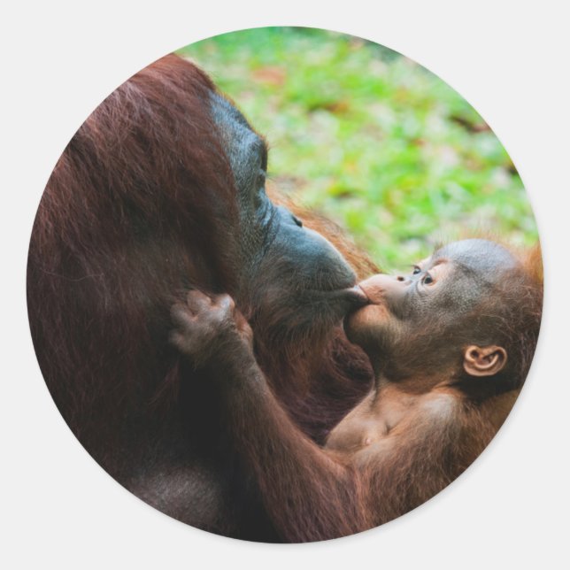 Adesivo Mãe de orangotango e bebê (Frente)