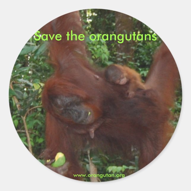 Adesivo Mãe e Bebê de Orangutan em Habitat Natural (Frente)
