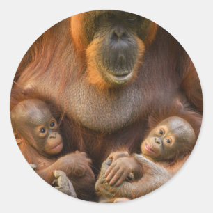 Adesivo Mãe Orangutan Segurando Dois Bebês