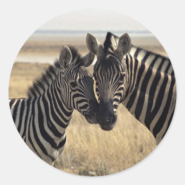 Adesivo Mãe zebra e zebra jovem (Frente)