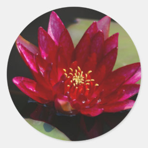 Adesivo Magenta Lotus Waterlily