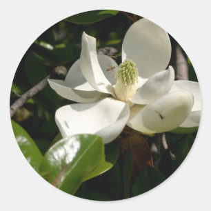 Adesivo Magnolia Bloom Fresca