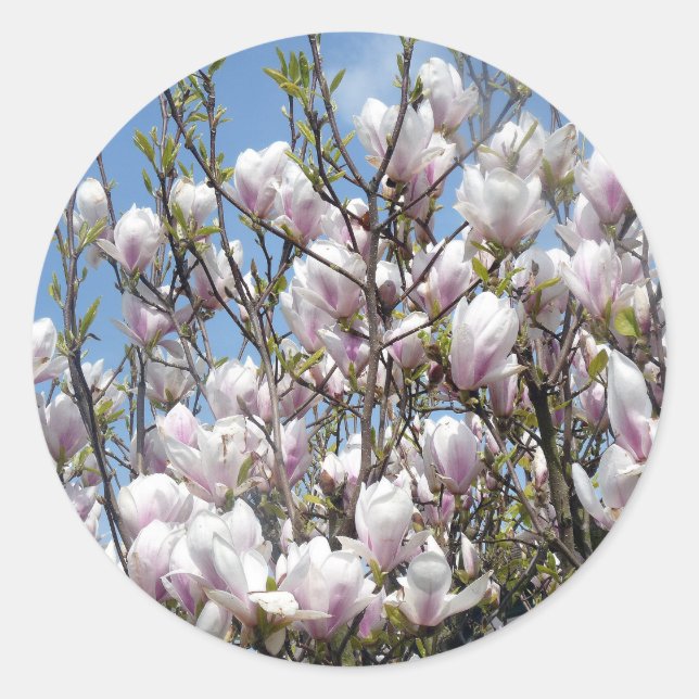 Adesivo Magnolia Blooms Em Primavera (Frente)
