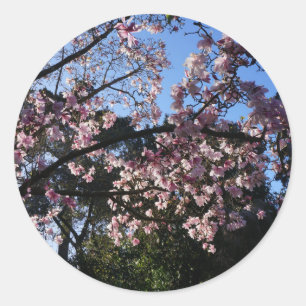 Adesivo Magnolia dawsoniana #2