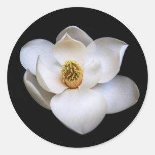 Adesivo Magnolia Fllower Black Round Sticker Floral