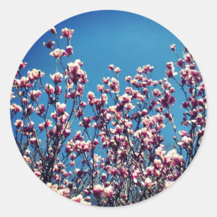 Adesivo Magnolia Flores Céu Azul