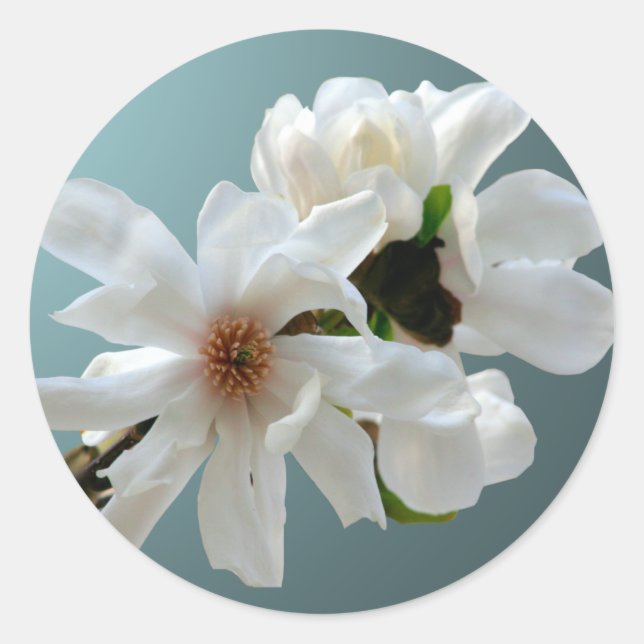 Adesivo Magnolia Stellata Envelope Seal Sticker (Frente)