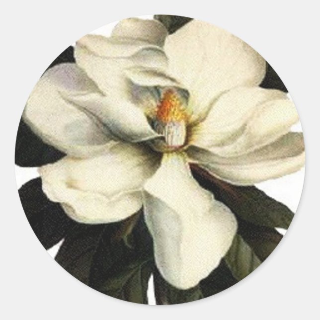 Adesivo Magnolia - Sticker (Frente)