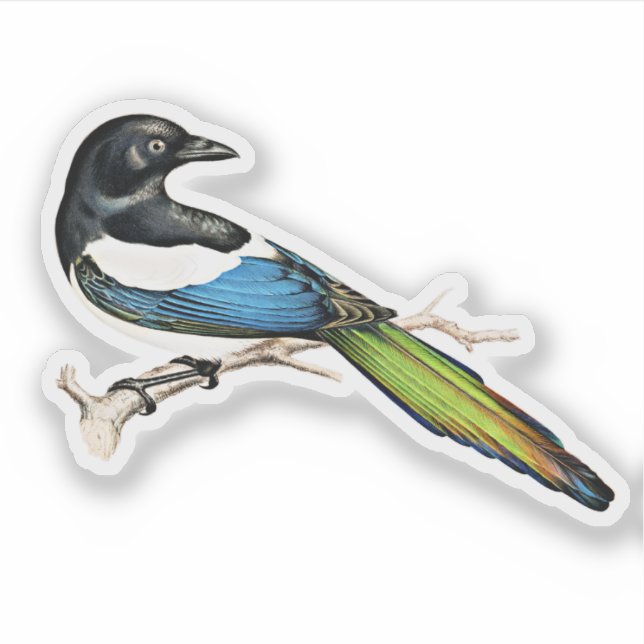 Adesivo Magpie Bird (Frente)