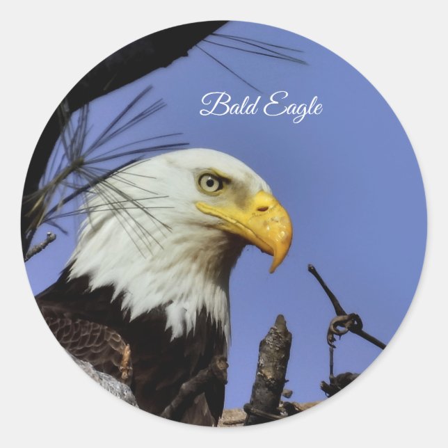 Adesivo Maiestoso Bald Eagle (Frente)