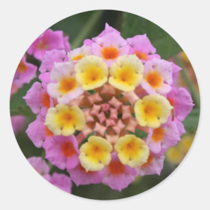 Adesivo Makro: Flor Lantana, rosa e amarela