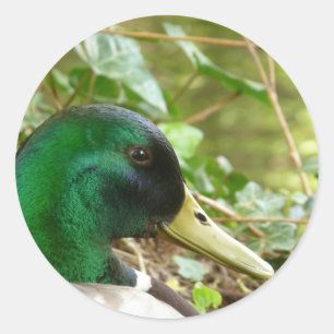 Adesivo Male Mallard Duck Head