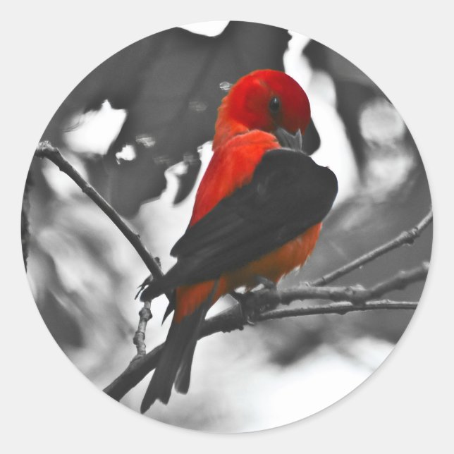 Adesivo Male Scarlet Tanager (Frente)