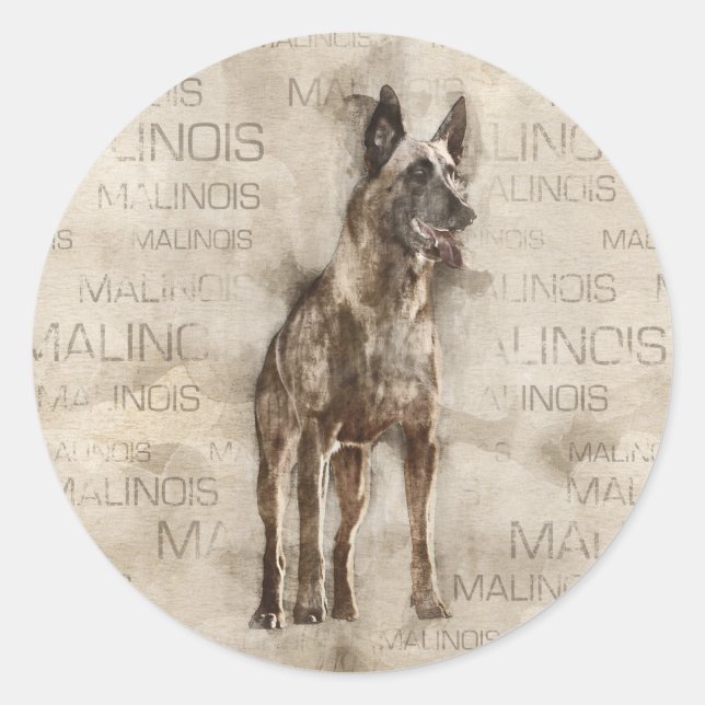 Adesivo Malinois belgas - Mechelaar - Maligator (Frente)