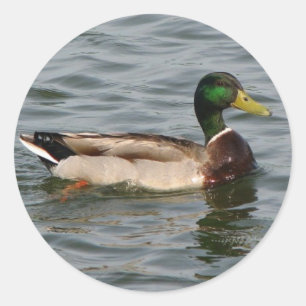 Adesivo Mallard Duck
