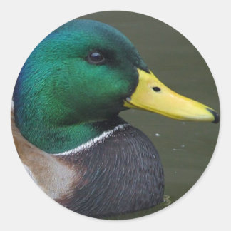 Adesivo Mallard Duck