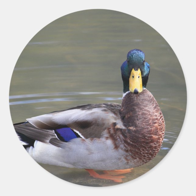 Adesivo Mallard Duck Drake Water Photo (Frente)