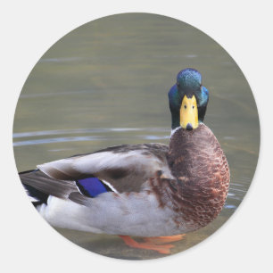 Adesivo Mallard Duck Drake Water Photo