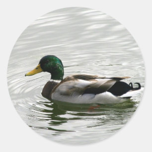 Adesivo Mallard Duck Stickers