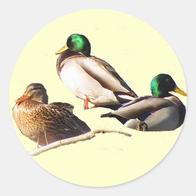 Adesivo Mallard Ducks (Frente)