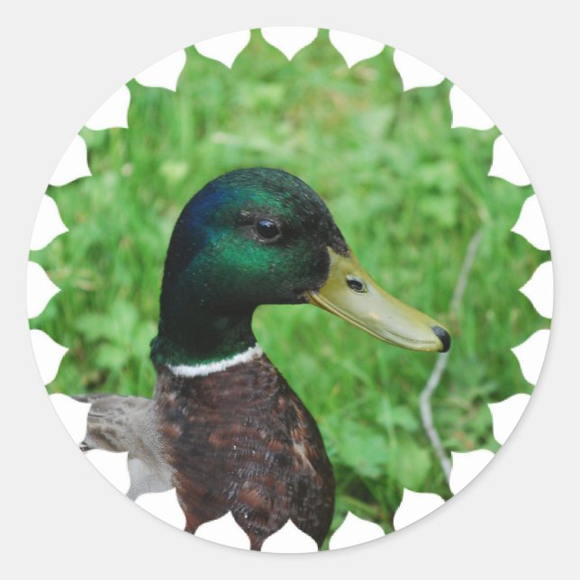 Adesivo Mallard Stickers (Frente)