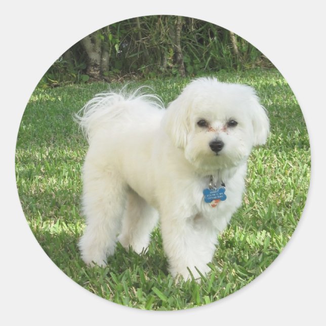Adesivo Maltipoo Sticker (Frente)