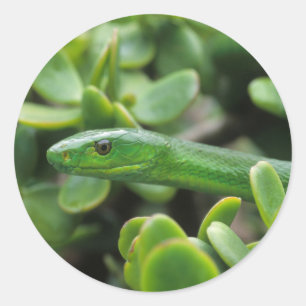 Adesivo Mamba-verde-oriental (Dendroaspis angusticeps)