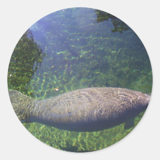 Adesivo Manatee