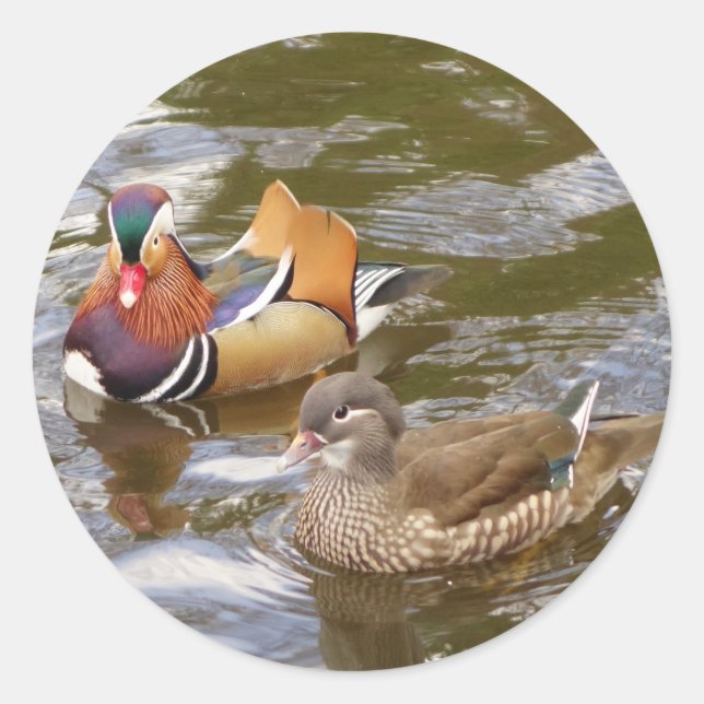 Adesivo Mandarin Ducks Sticker (Frente)